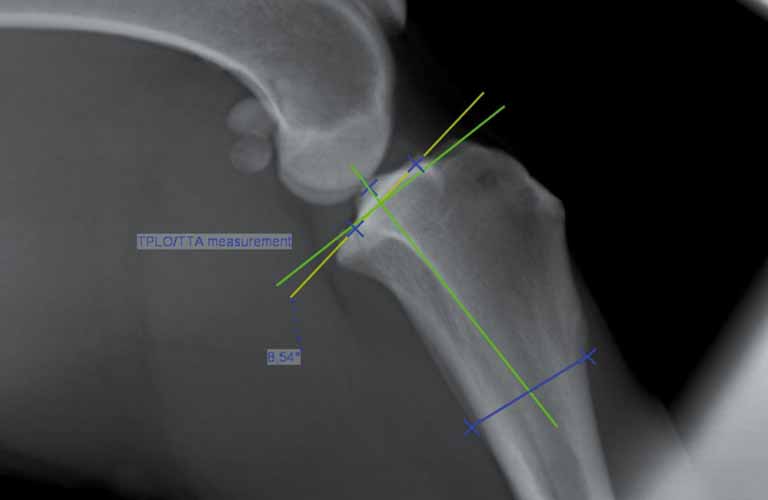 Vermessungshilfe für die Kreuz-bandoperation TPLO (Tibial Plateau Leveling Osteotomy)